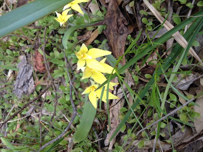 Caladenia flava - Orchid-cowslip-0002.JPG